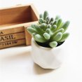 thumbnail image 6 of Succulent Plants , 1Pc Artificial Flower Succulent Plant Bonsai DIY Garden Office Home Party Decor Real Live Potted Succulents / Unique Indoor Cactus Decor by Plants for Pets, 6 of 8