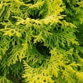 Night Light Chamaecyparis FalseCypress (2 Gal) Evergreen Shrub with