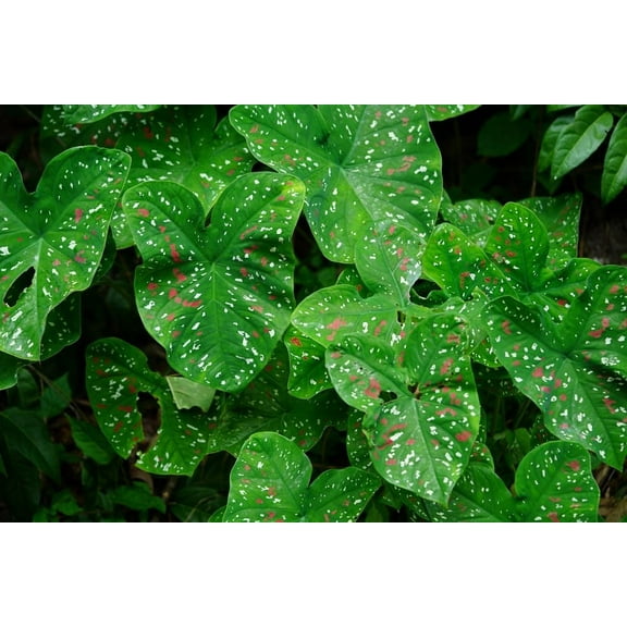 CZ Grain Florida Clown Caladium Plant Bulbs (6 Count), Stunning Color Fast Grower