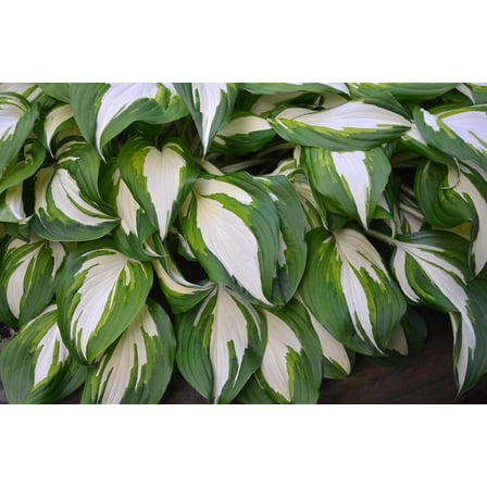 Vulcan Hosta Plants  Healthy Rootstock 1 Plant