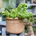 thumbnail image 4 of Straw Basket Style Concrete Planter, 4 of 10