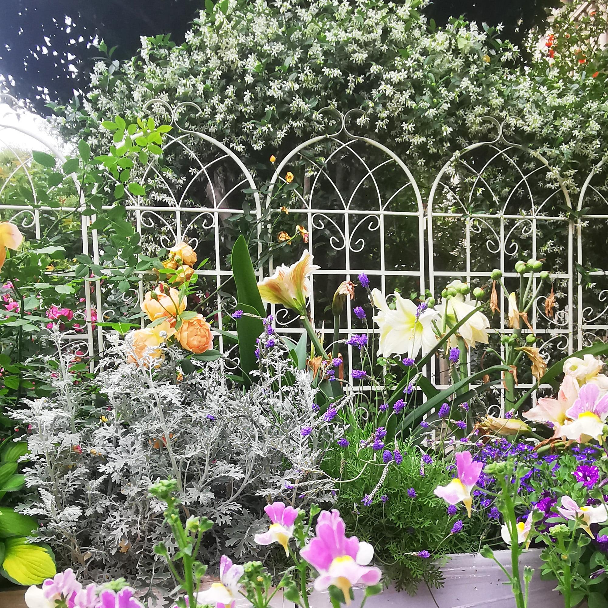2 Pack Metal Garden Trellis 71" x 19.7" Rustproof Trellis for Climbing Plants Outdoor Flower Support Cream White