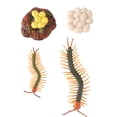 thumbnail image 1 of Shisuyan 1 Set Insect Model Toy Set Centipede Toy Set Life Cycle Demonstration Toy, 1 of 8