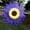 Purple, variant on 36 CM Sunflower Wind Rotater,Plastic Sunflower Wind Spinners Outdoor for Yard and Garden, Wind Catchers Rotater for Outdoor Yard Patio Lawn Garden Decorations, Sunflower Windmill Sculptures
