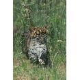 thumbnail image 2 of Welling, Dave 23x32 Gold Ornate Wood Framed with Double Matting Museum Art Print Titled - PA, African leopard cub walking in tall grass, 2 of 4