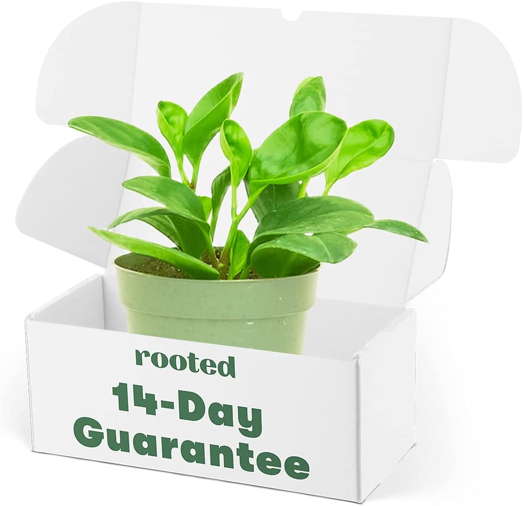 Baby Rubber Plant - Peperomia Obtusifolia Live Green Plant in 4' Pot