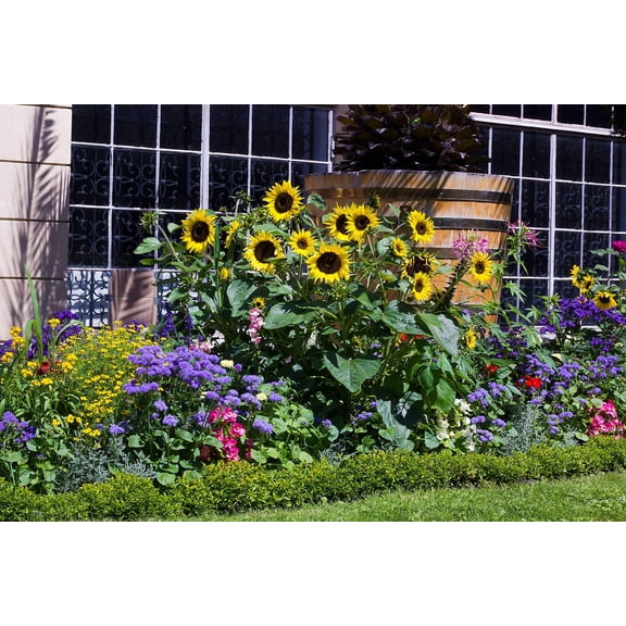 50 HOPI COMMON SUNFLOWER Helianthus Annuus Flower Seeds