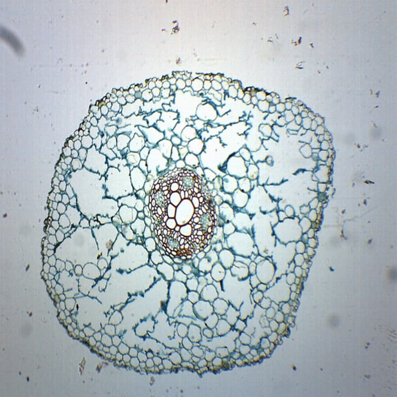 Ranunculus Root - Cross Section - Prepared Microscope Slide - 75 x 25mm - Biology & Microscopy - Eisco Labs