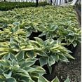 thumbnail image 5 of First Frost Hosta - Hosta 'First Frost', 5 of 8
