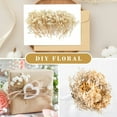 thumbnail image 4 of Dried Babys Breath Flowers,Beige Dried Pressed Flowers Bouquet,50 Pcs 5 in Gypsophila Branches,Dry Babies Flowers Bulk,Long Lasting Flowers for Wedding DIY/Card Making Supplies/Table Vase Decor, 4 of 8