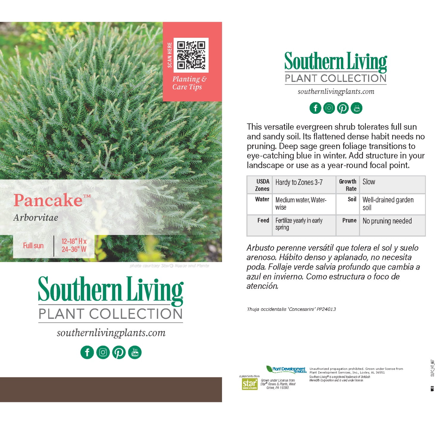 Southern Living Pancake Arborvitae Live Shrub in 2.5-Quart Grower Pot