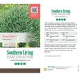 thumbnail image 6 of Southern Living Pancake Arborvitae Live Shrub in 2.5-Quart Grower Pot, 6 of 12