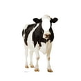 thumbnail image 2 of Advanced Graphics Cow Cardboard Cutout Life Size Stand-In, 2 of 2