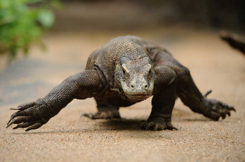 Komodo Dragon walking, Nusa Tenggara, Indonesia Poster ...