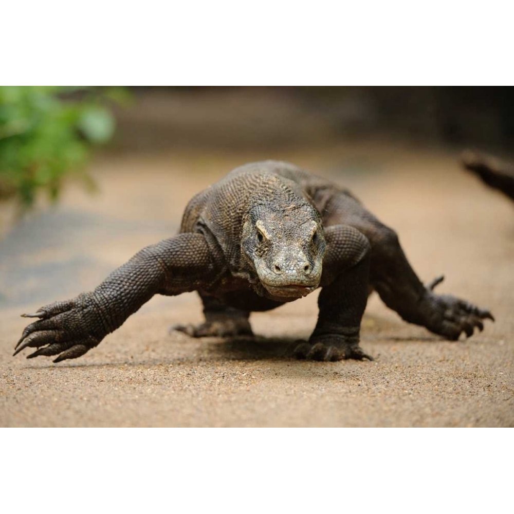 Komodo Dragon walking, Nusa Tenggara, Indonesia Poster