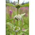 thumbnail image 4 of 20 WATER HOREHOUND Lycopus Americanus American Bugleweed Herb Flower Seeds, 4 of 7