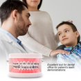 thumbnail image 4 of Ygjytge Modelo De Dientes De Ortodoncia Dental, Modelo De Enseñanza De Dentista, Herramientas De Ortodoncia Ygjytge Para estrenar, 4 of 8