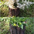 thumbnail image 5 of Tree tump Flower Pot,Bonsai Flower Pot,Wooden Planter Vase,Tree tump Candle Holder,Wooden Tea Light Candle Holder,ucculent Plants Pot,Wooden Flower Vase,Tealight Candle Holder,Tabletop S, 5 of 6