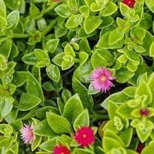 Baby Sun Rose  10 Live Plants  Aptenia Cordifolia  Ground Cover Succulent  Easy Care Indoor Outdoor