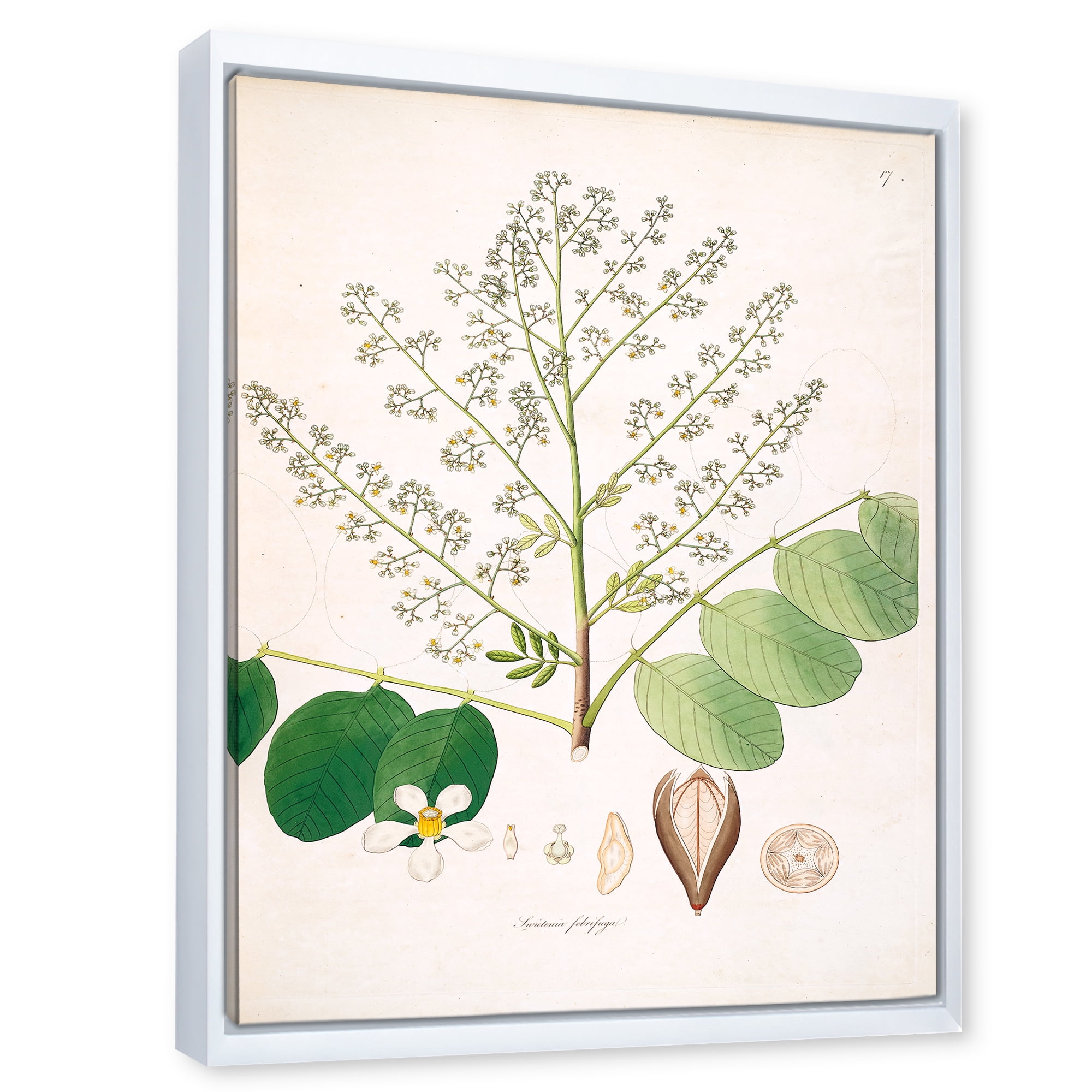 Designart 'Ancient Botanicals XVI' Farmhouse Framed Canvas Wall Art Print