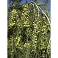 thumbnail image 4 of All Natural Amla Plus Hair Oil by Saba Botanical, 4 of 4