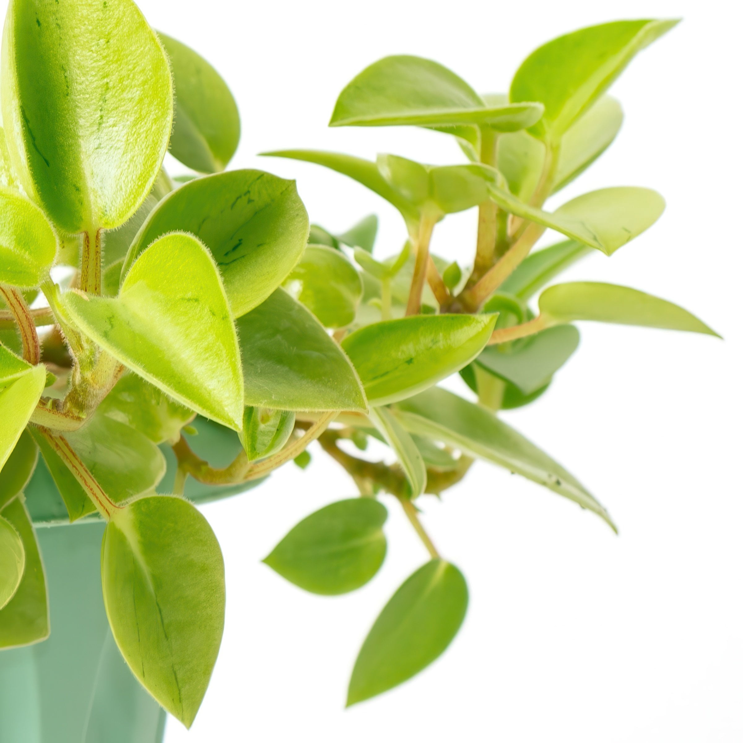 4 in. Peperomia Pixie Lime Plant in Grower Container (3-Pack)