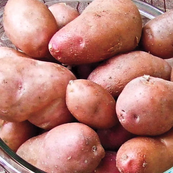 Gurney's French Fingerling Potatoes Plant Seeds