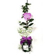 Sandys Nursery Online Signature Happy Mother's Day Jasmine Grand Duke of Tuscany 4 Inch Pot, Gift, Flower Bud Color and Floral Pick Color May Vary