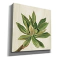 thumbnail image 2 of Epic Graffiti 'Front Yard Succulent I' by Silvia Vassileva, Canvas Wall Art, 12"x12", 2 of 8