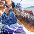 thumbnail image 3 of Señora Fluorescente Brillante Gambas Resplandor en Herramientas Pesca Nocturna Oscura, 3 of 7