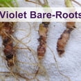 thumbnail image 2 of Native Purple Violet Plants (Viola Sororia) Live Plants, Bare-Root (3 Count), 2 of 6