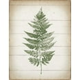 thumbnail image 2 of Hershey, Moira 20x24 White Modern Wood Framed Museum Art Print Titled - Fern Print I v2, 2 of 4