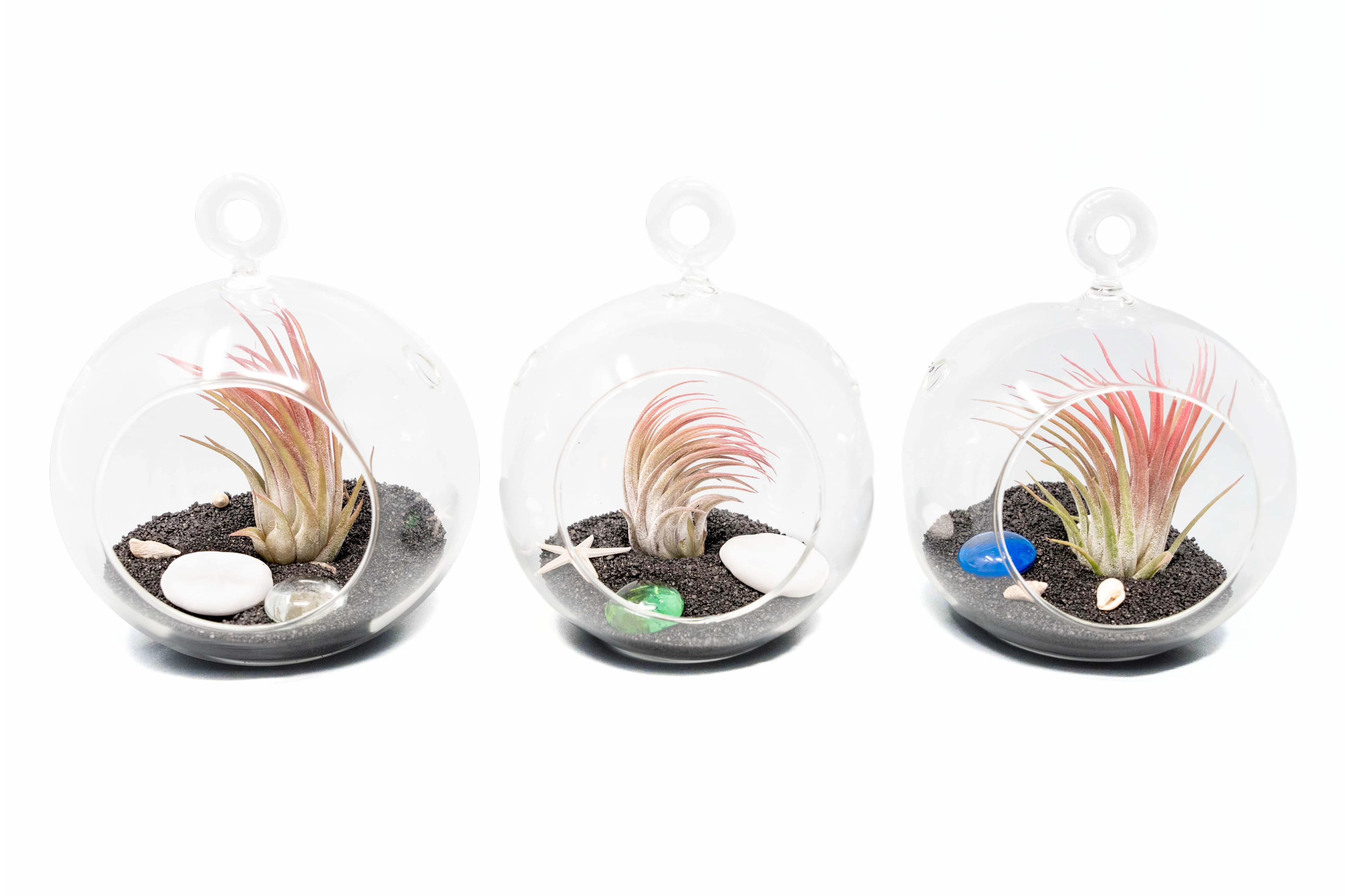 Air Plant Shop Black Beach Flat Bottom Terrarium Sets - Wholesale and Bulk - Succulents - Live Tillandsia - Easy Care Indoor and Outdoor House Plants (Pack of 1)