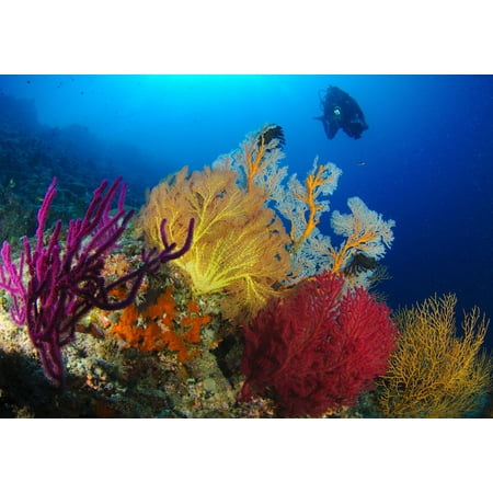 Large Color Poster (A diver looks on at a very colorful reef near Marovo lagoon with large gorgonian sea fans of various bright colours Solomon Islands Poster)
