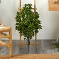 thumbnail image 3 of Nearly Natural 2.5' Tea Leaf Artificial Plant UV Resistant (Indoor/Outdoor), Green, 3 of 4