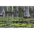 thumbnail image 2 of Rotenberg, Nancy 24x17 White Modern Wood Framed Museum Art Print Titled - SC Alligator rests on log in swamp, 2 of 4