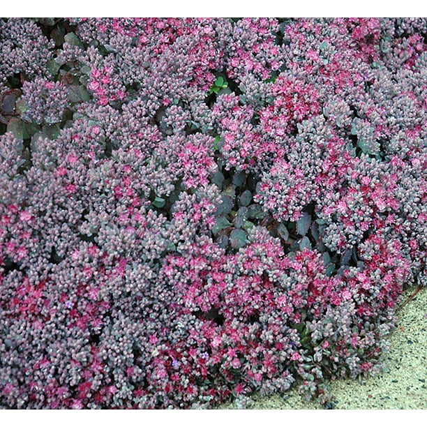 Lidakense Sedum - Hardy Perennial Groundcover - Quart Pot - Walmart.com