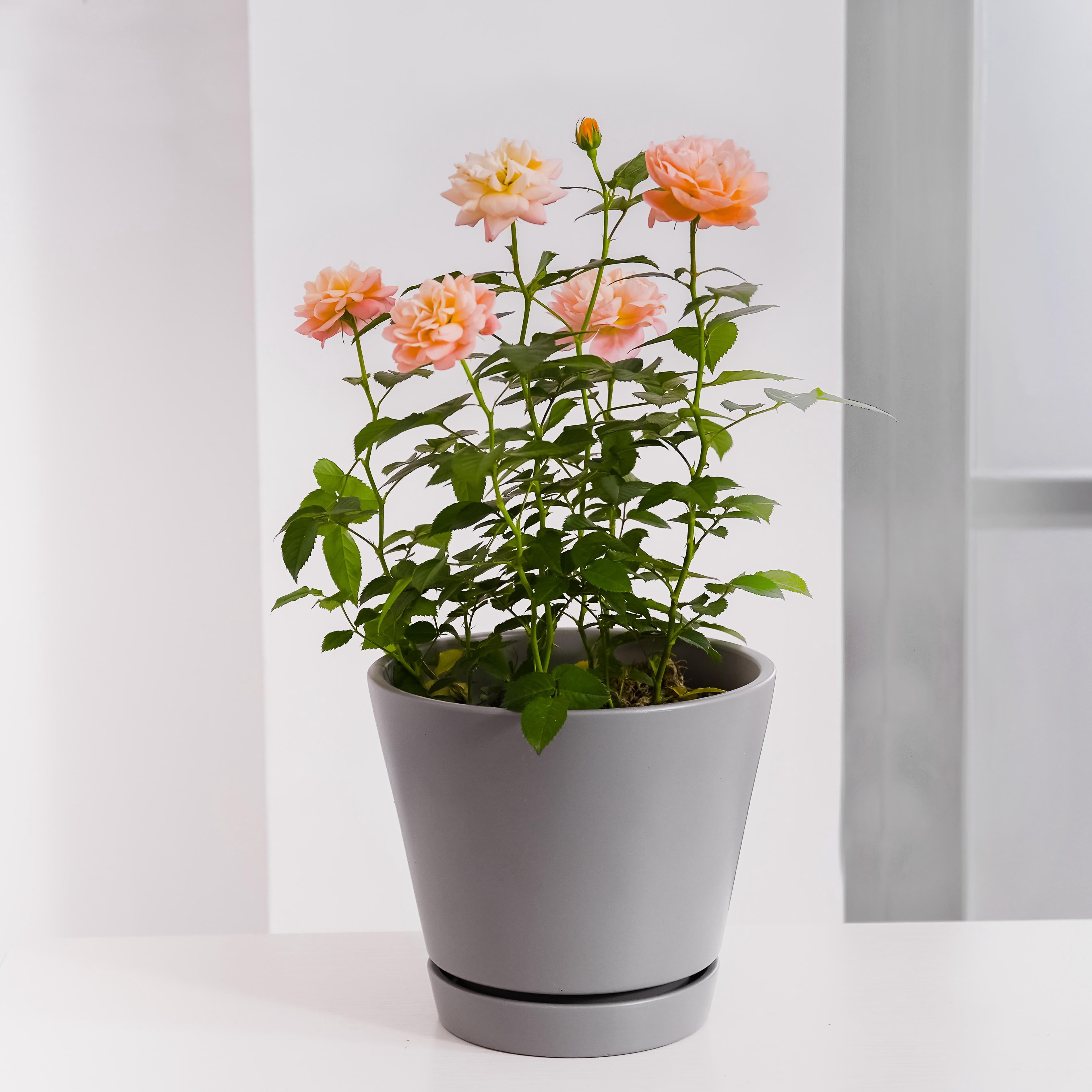 Mainstays Pottery 6in Ceramic Planter with Saucer,Gray