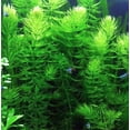 thumbnail image 2 of Half Price Joe's 1 Pound (1 Lb) Hornwort Branches (Horn Worth) Plant for Oxygenating Aquariums & Ponds, 2 of 4