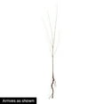 thumbnail image 3 of Nanking Bush Cherry Dormant Bare Root Fruit Bearing Starter Plants, 3 Plants per Offer, 3 of 4