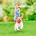 thumbnail image 4 of Juguete de pelota para perros, pelota que rebota para perros, juguete interactivo para perros, pelota indestructible para perros, dientes de limpieza de perros de juguete de caucho natural, para cachorros MFZFUKR ZYY-0378, 4 of 5