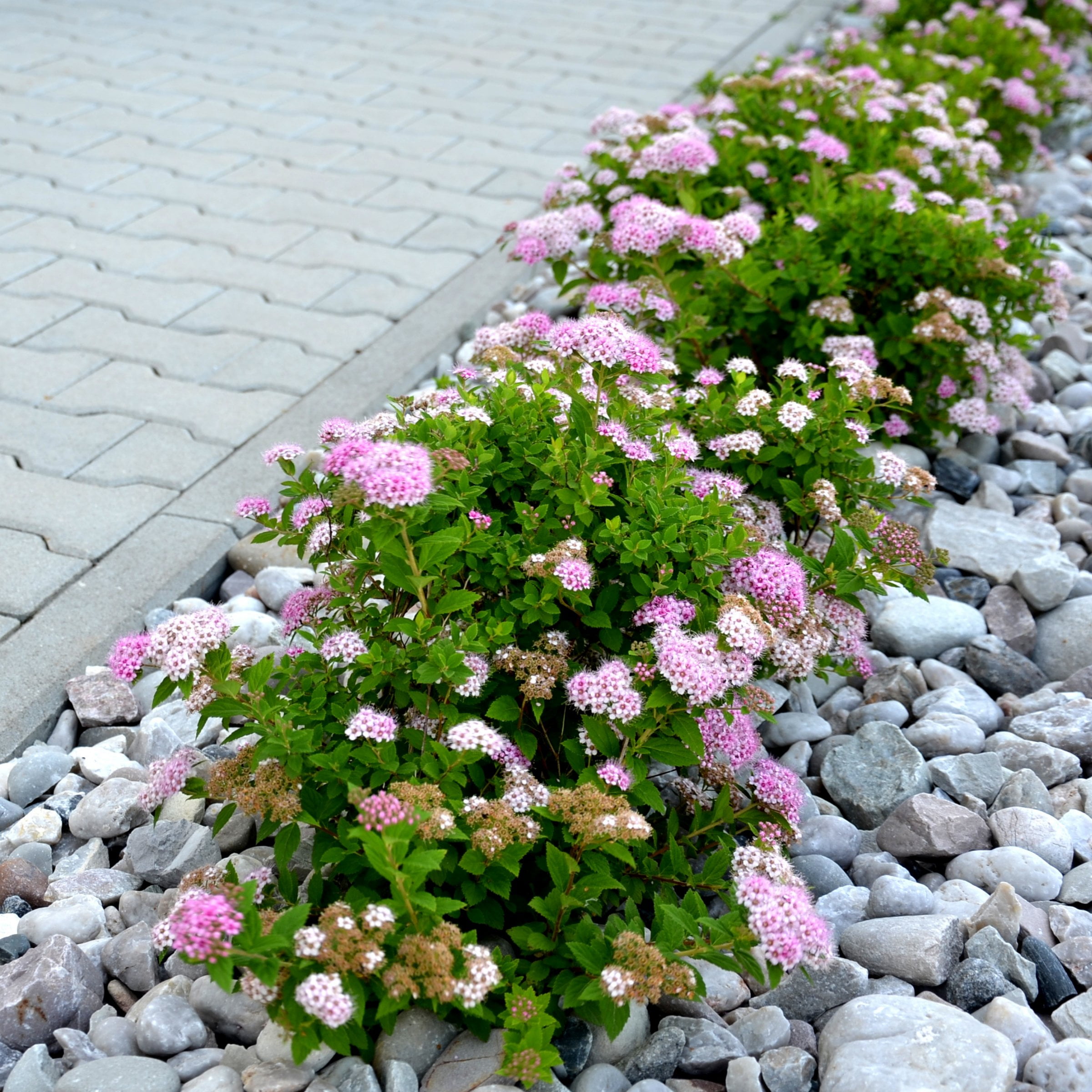National Plant Network 3 gal. Spirea Little Princess Shrub