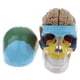 thumbnail image 2 of De Cráneo Coloreada De Tamaño : 8 Piezas Extraíbles Modelo De Encefálico Cerebral Suministros De, 2 of 9