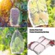 thumbnail image 3 of 50 pcs netting bags, plant fruit protect drawstring net bag(6x4inch) 26-27s, 3 of 5