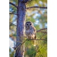 thumbnail image 2 of Richardson, Larry 23x32 White Modern Wood Framed Museum Art Print Titled - A camouflaged barred owl perches among tree branches during the day, 2 of 4