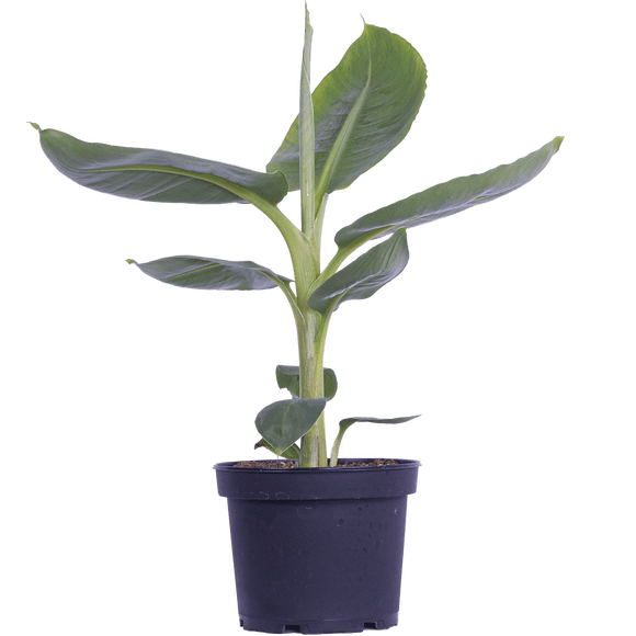 Plante de Bananier / Cavendish Musa (m) Vivante dans un pot de Culture de 6 Pouces