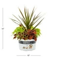 thumbnail image 3 of Better Homes & Gardens 1.5gal Multicolor Coleus Live Annual Live Plant Sun, 3 of 6