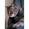 thumbnail image 2 of Collier pour Chat AirTag Premium - Noir par Nine Twenty Eight, 2 of 9