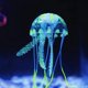 thumbnail image 4 of mduse Artificielle, 3 Pices Rose Bleu Vert Dcoration Aquarium, Mduse En Silicone, 2pcs Mduse Fluorescente Dcoration Aquarium Accessoires Acuario, 4 of 5