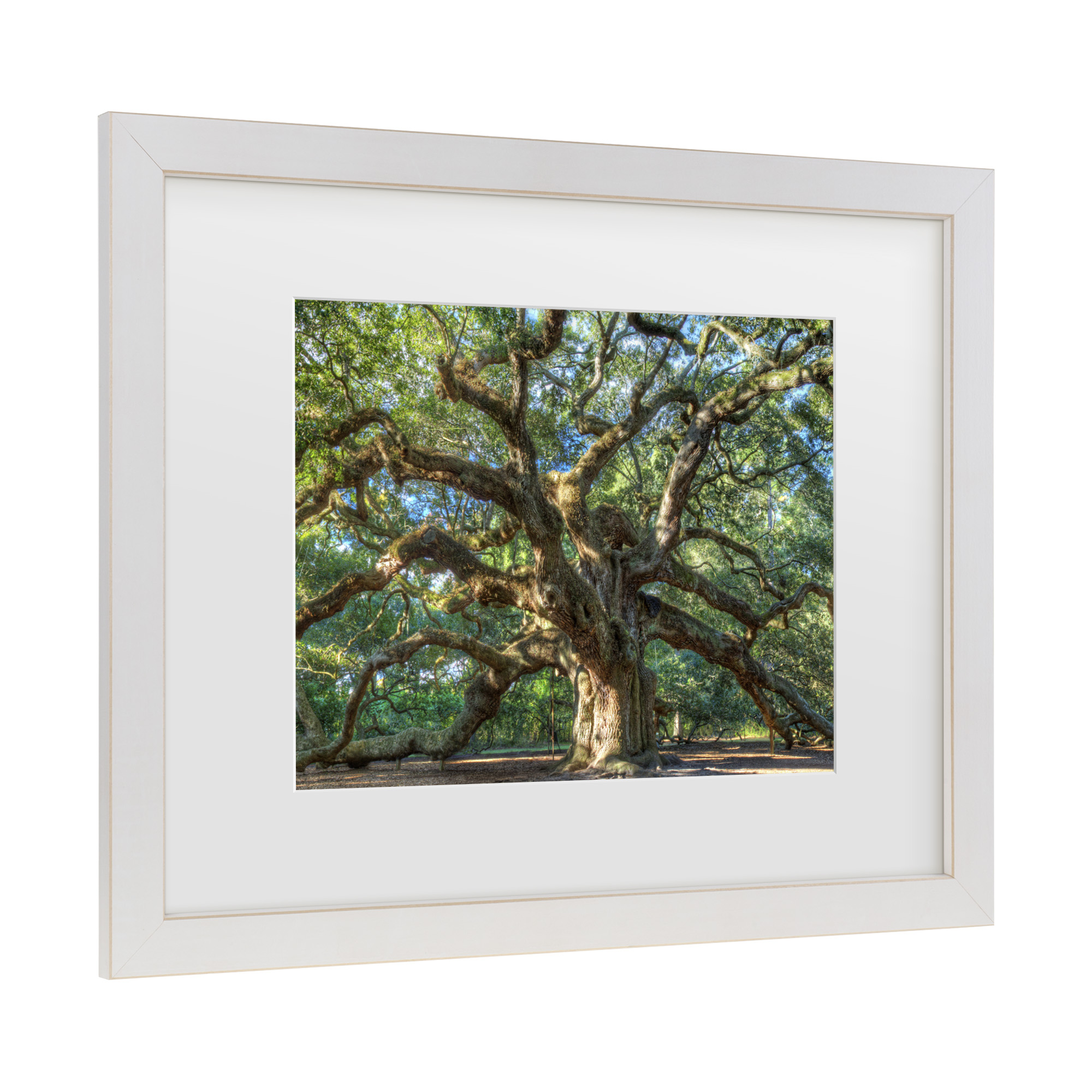 Trademark Fine Art 'Angel Oak Charleston' Canvas Art by Pierre Leclerc